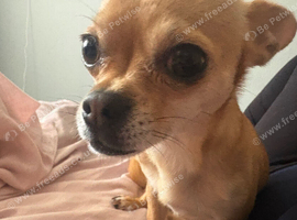 4 year old Chihuahua