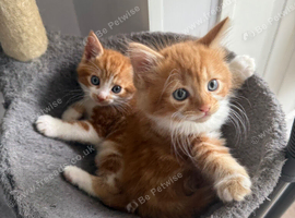 3 x kittens for sale