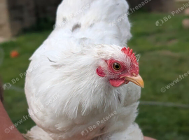 Pekin bantam cockerels free
