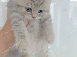 Scottish fold and straight kittens