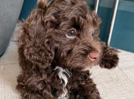 Cockerpoo/cavapoo pups &pound;1550 ONO ready to go