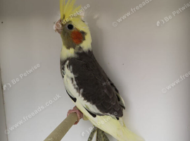 Gorgeous baby pied cockatiels