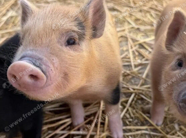 Miniature piglets