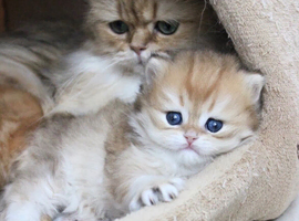British Shorthair Kitten