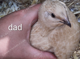 Jumbo Silver wildtypes and silver Italian coturnix quail hatching eggs x 12