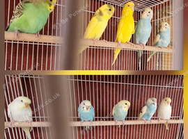 Young budgies