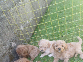 4 beautiful poochon  pups