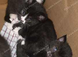 Kittens