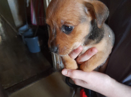 Puppies  for sale