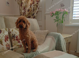 Male Poodle