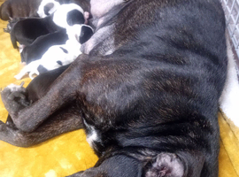 Beautiful staffy pups
