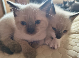 Gorgeous kittens