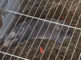 Bonnie the bunnie