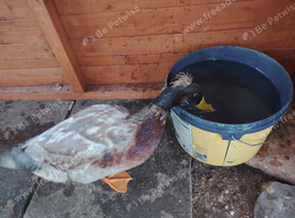 5 Ducks