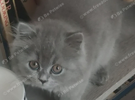 ABSOLUTELY BEAUTIFUL BRITISH BLUE KITTENS 8 WEEKS OLD MUM IS PEDIGREE