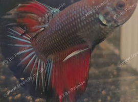 8 male koi bettas available