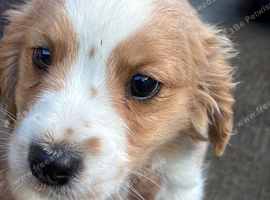 Cavachon Puppies