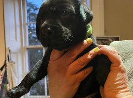 KC registered black lab puppies