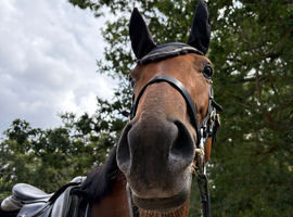 15.2 3 year old TB mare