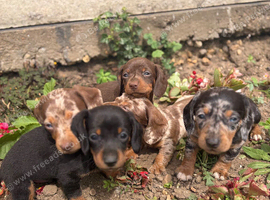 dashound&rsquo;s puppies