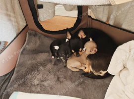 Pedigree Chihuahua puppies