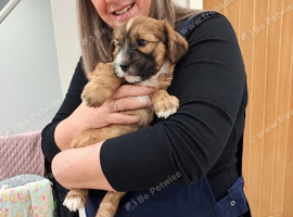 Mobile Microchipping Service - North West Lancashire