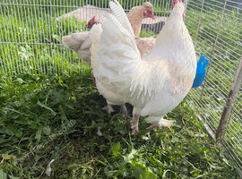 Leghorn crosses