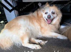 Urgent need of rehoming Pomeranians