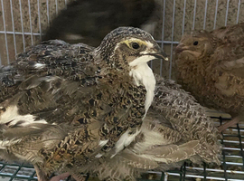 Japanese quails