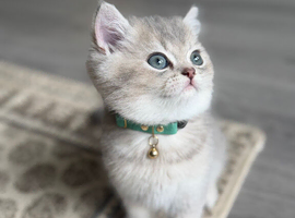 9 week old British short hair