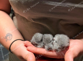 3 adorable chinchillas