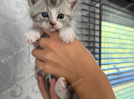 Mainecoon cross kittens