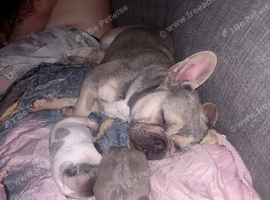 Male and female puppy&rsquo;s