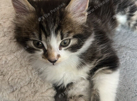 10 week old male