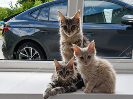 MAINE COON KITTEN