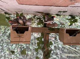 Zebra finches