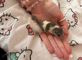Baby micro squirrels