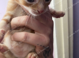 7 week old kittens