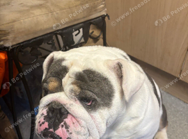 Chunky boy