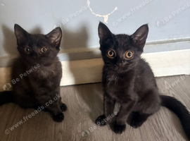 2 beautiful 10 week old kittens looking for their forever homes