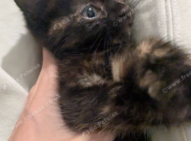 Tortie female