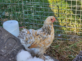 Fleur Pekin Bantams
