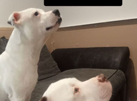 white staffey pups for sale