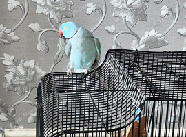 STUNNING BLUE INDIAN RINGNECK