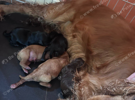 Cocker spaniel X cockapoo