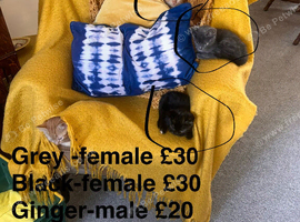 Kittens for sale