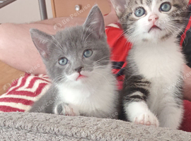 Kitten for sale