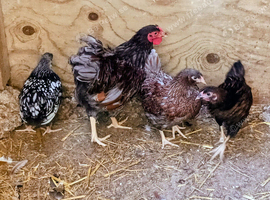 Quartet Laced Wyandotte Bantams