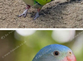 Princess of wales parakeets
