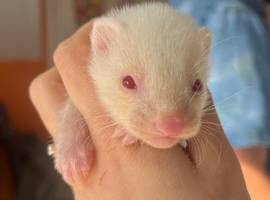 Albino Ferret Kits